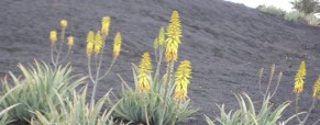 Algo sobre el Aloe Vera. Algo sobre el Aloe Vera.